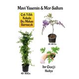 Gardenbox Mavi Yasemin Çiçeği, Mor Salkım Ağacı Fidanı, Itır Çiçeği Hediyeli Peyzaj Seti, Çok Renkli