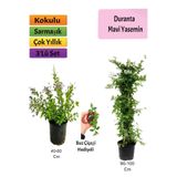 Gardenbox Mavi Yasemin, Duranta, Buz Çiçeği Fidanı Seti, Çok Renkli