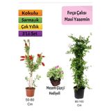 Gardenbox Mavi Yasemin, Fırça Çalısı, Mezem Çiçeği Hediyeli 3'lü Set