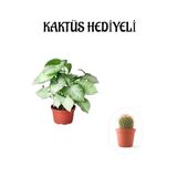 Gardenbox Melek Kanadı Bitkisi, Kaktüs Hediyeli, İç Mekan Bitkisi