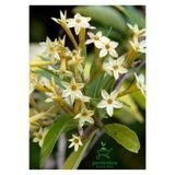 Gardenbox Melisa Çiçeği Fidanı Saksıda, Bahçe Çiçeği, 30-50 cm, Cestrum Nocturnum