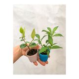 Gardenbox Melisa Çiçeği ve Arap Yasemin Sarmaşığı Dış Mekan Kokulu Bitkiler