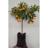 Gardenbox Meyveli Kamkat Fidanı, 3,5 Yaş, 50-70 cm, Tüplü