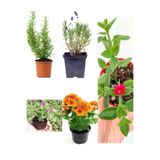 Gardenbox Mezar Üstü Çiçekleri Seti, 1 Lavanta 1 Biberiye 2 Buzçiçeği 2 Kasımpatı 2 Acem Halısı, Toplam 8 Adet Bitki