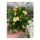 Gardenbox Milii Dikenli Taç Çiçeği Beyaz Renkli 10-15Cm (Euphorbia milii)