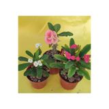 Gardenbox Milli Dikenler Tacı Kaktüs, 3 Farklı Renk Saksılı, 20-40 cm, Euphorbia