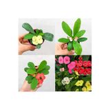 Gardenbox Mini 3'lü Karışık Milli Dikenler Tacı Çiçeği Fidanı, 5-15cm Saksılı, Bodur Euphorbia