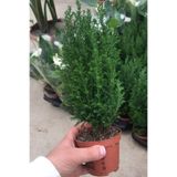 Gardenbox Mini Ev Çamı Salon Çamı Elwoodii Chamaecyparis, Canlı İç Mekan Bitki