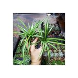 Gardenbox Mini Kurdele Çiçeği, 15-25 cm, 2 Adet Saksılı Dış Mekan Sarmaşık Bitkileri, Gloxinia