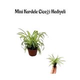 Gardenbox Mini Kurdele Çiçeği Hediyeli, Anneler Gününe Özel