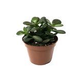 Gardenbox Mini Para Çiçeği, Saksılı Canlı Yeşim Bitkisi, 10-15cm, Ofis Çiçeği