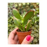 Gardenbox Mini Saksılı Canlı Para Çiçeği, Yeşim Sukulent Crassula Ovata