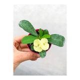 Gardenbox Mini Sarı Renkli Dikenler Tacı Çiçeği, 5-15cm Saksılı, Euphorbia Milii