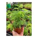 Gardenbox Mini Tül Kuşkomaz Çiçeği 1 ADET Saksılı 10-15cm (Asparagus Setaceus)