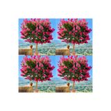Gardenbox Mis Kokulu 4 Adet Oya Ağacı Fidanı, Tüplü Saksılı, 30-60cm, Lacebark Pine Sapling