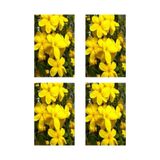 Gardenbox Mis Kokulu 4'lü Sarı Yasemin Çiçeği Fidanı, 40-60 cm, Saksılı, Bodur Yellow Jasmine