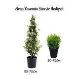 Gardenbox Mis Kokulu Arap Yasemin Çiçeği Fidanı, Saksılı Dış Mekan Bitkileri, 50-70 cm