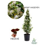 Gardenbox Mis Kokulu Arap Yasemin Çiçeği, Saksılı, 30-60 cm, Yaprak Güzeli Bitkisi