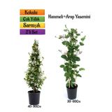 Gardenbox Mis Kokulu Arap Yasemin + Kokulu Hanımeli Çiçeği Fidanı 2'li Bahçe Peyzaj Seti