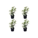 Gardenbox Mis Kokulu Arap Yasemini, 4 Adet, 40-60 cm, Saksılı
