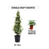 Gardenbox Mis Kokulu Arap Yasemini 50-70cm + Tül Çiçeği Hediyeli Peyzaj Seti