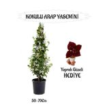 Gardenbox Mis Kokulu Arap Yasemini 50-70cm + Yaprak Güzeli Hediyeli Peyzaj Seti