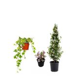 Gardenbox Mis Kokulu Arap Yasemini, Alacalı Hedera Helix Sarmaşığı, Telgraf Çiçeği 3'lü Set