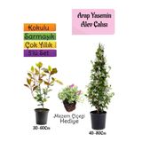 Gardenbox Mis Kokulu Arap Yasemini, Alev Çalısı Fidanı, Mezem Çiçeği 3'lü Set