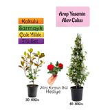 Gardenbox Mis Kokulu Arap Yasemini, Alev Çalısı Fidanı, Mini Gül Hediye 3'lü Set