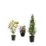 Gardenbox Mis Kokulu Arap Yasemini, Alev Çalısı Fidanı, Telgraf Çiçeği 3'lü Set