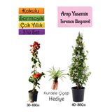 Gardenbox Mis Kokulu Arap Yasemini, Turuncu Begonvil, Kurdele Çiçeği 3'lü Bahçe Seti