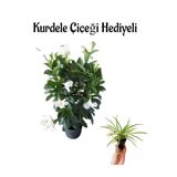 Gardenbox Mis Kokulu Beyaz Mandevilla Çiçeği, Kurdele Hediyeli