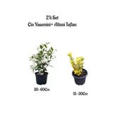Gardenbox Mis Kokulu Çin Yasemini Çiçeği + Altuni Taflan Çit Bitkisi 2'li Set, Dış Mekan Bitkileri