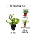 Gardenbox Mis Kokulu Ful Yasemin, Tül Çiçeği ve Kurdele Çiçeği Hediyeli, 40-60 cm