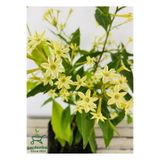 Gardenbox Mis Kokulu Gece Tüten Melisa Çiçeği 30-40Cm 1 ADET Saksılı