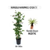 Gardenbox Mis Kokulu Hanımeli Çiçeği + Kurdele Çiçeği Peyzaj Seti, 50-70 cm