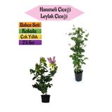 Gardenbox Mis Kokulu Hanımeli Fidanı + Kokulu Leylak Çiçeği Fidanı, 40-80 cm, 2 Adet, Kokulu Bahçe Seti