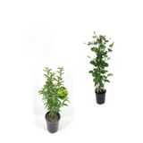 Gardenbox Mis Kokulu Hanımeli Fidanı, Kokulu Melisa Çiçeği, 40-80 cm, 2 Adet Kokulu Bahçe Seti