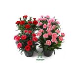 Gardenbox Mis Kokulu Karanfil Çiçeği, Bodur Dianthus, 4 Adet, 15-25 cm, Kırmızı-Pembe