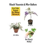 Gardenbox Mis Kokulu Klasik Yasemin Çiçeği, Mor Salkım Ağacı Fidanı, İtır Çiçeği Hediyeli Peyzaj Seti, Çok Renkli