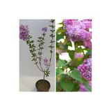 Gardenbox Mis Kokulu Leylak Çiçeği Fidanı, 60-90 cm, Tüplü, Mor