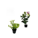 Gardenbox Mis Kokulu Leylak Fidanı + Kokulu Ful Yasemin Çiçeği, 40-80 cm, 2 Adet Kokulu Bahçe Seti