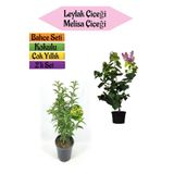 Gardenbox Mis Kokulu Leylak Fidanı, Kokulu Melisa Çiçeği, 40-80 cm, 2 Adet Kokulu Bahçe Seti