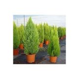 Gardenbox Mis Kokulu Limoni Servi 35-40 cm Saksılı Dış Mekan Ağacı, Cupresus Macrocarpa