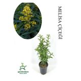 Gardenbox Mis Kokulu Melisa Çiçeği, Saksılı, 30-60cm, Bahçe Bitkisi