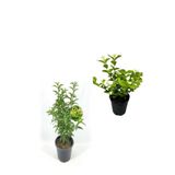 Gardenbox Mis Kokulu Melisa Fidanı, Kokulu Ful Yasemin Çiçeği, 40-80 cm, 2 Adet Kokulu Bahçe Seti