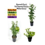 Gardenbox Mis Kokulu Melisa Fidanı+Kokulu Ful Yasemin Çiçeği(40-80Cm) 2 ADET Kokulu Bahçe Seti