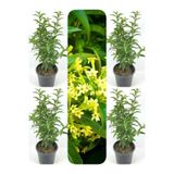 Gardenbox Mis Kokulu Melisa Kolanya Çiçeği, 4 Adet Saksılı, 60-80 cm, Cestrum Parqui