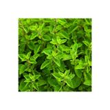 Gardenbox Mis Kokulu Mercan Köşk Çiçeği Fidesi, 15-30 cm, Tüplü, Origanum Majorana