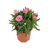 Gardenbox Mis Kokulu Pembe Karanfil Çiçeği Tül Kuşkonmaz, Hediyelik Şeker Bitkisi